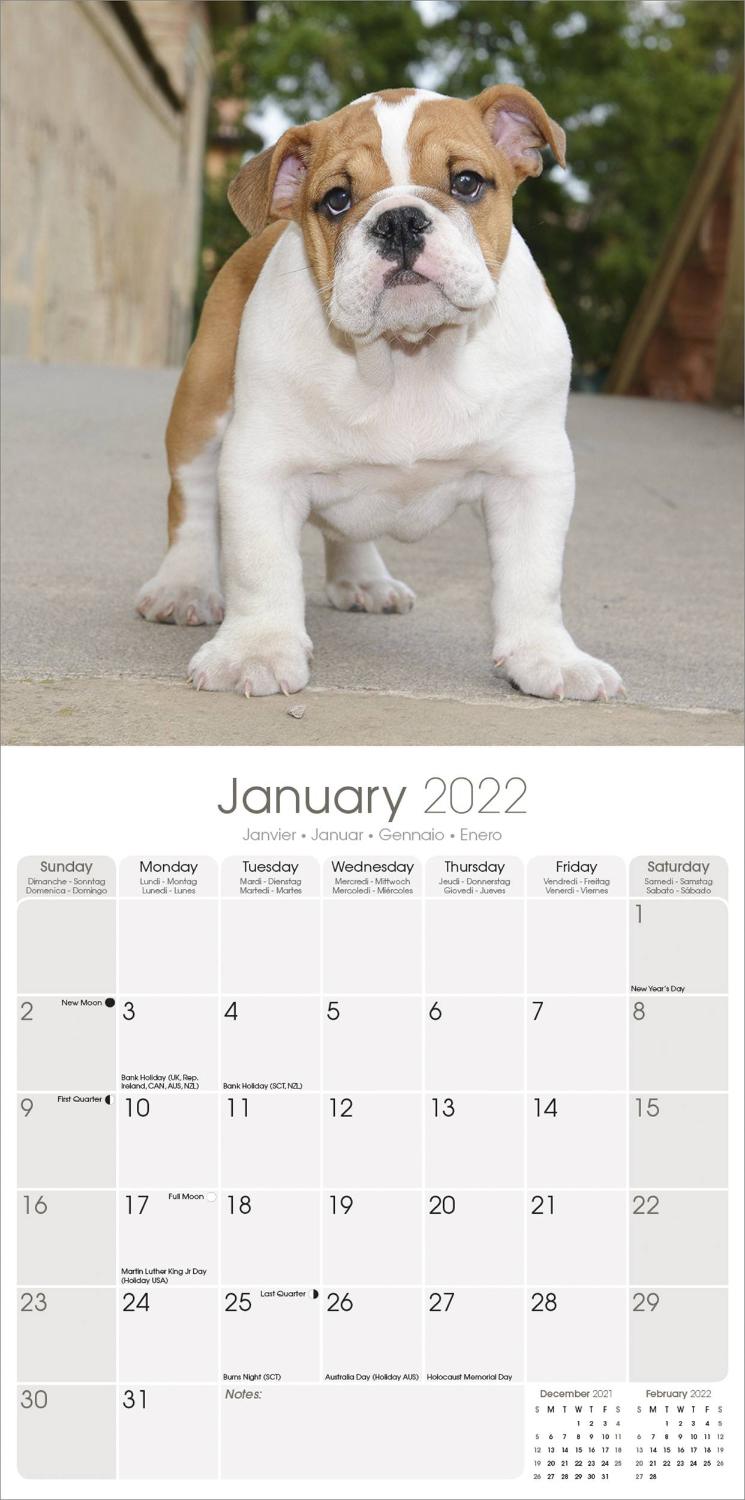 Bulldog Schedule 2022 Bulldog Calendar | Dog Breed Calendars | Pet Prints Inc