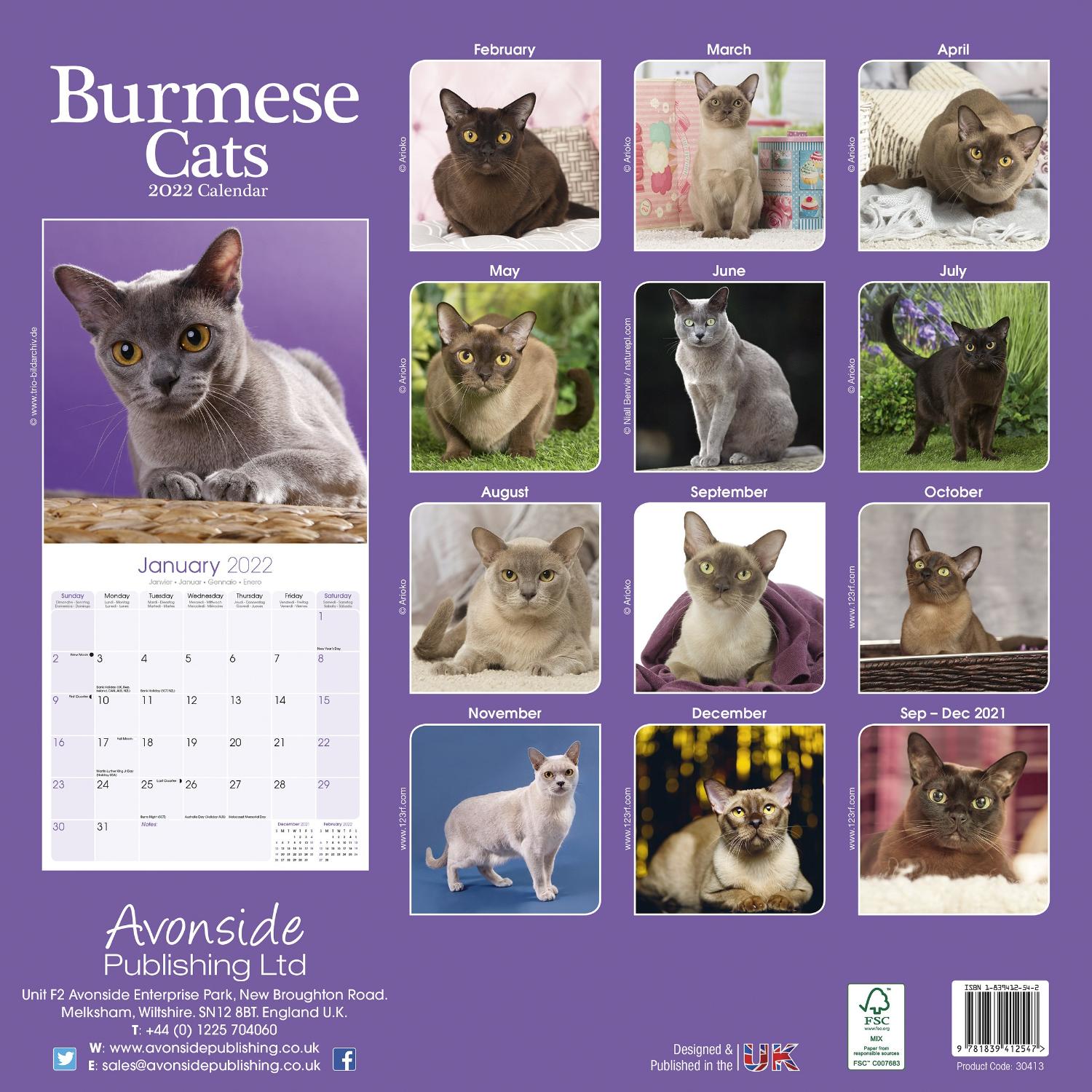 cats-burmese-calendar-cat-calendars-pet-prints-inc